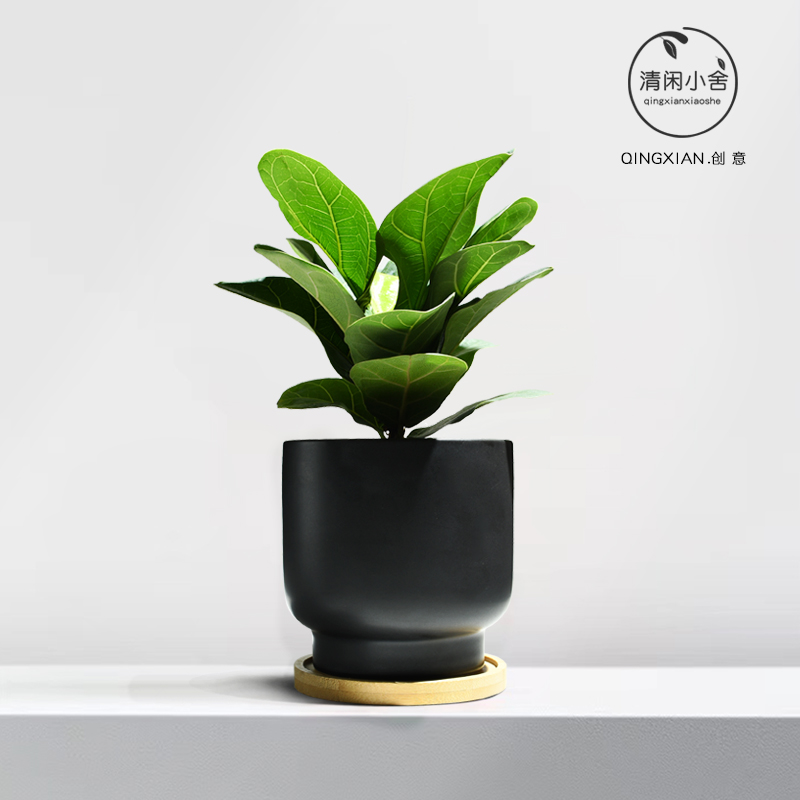 琴叶榕室内创意盆栽n客厅大叶绿植办公室净化空气花卉耐阴桌面植