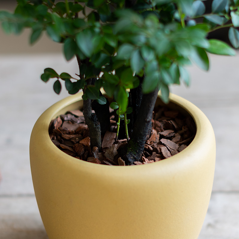 小叶紫檀盆景带盆栽好养活绿植室内紫砂耐阴黑骨茶四W季常青吸甲