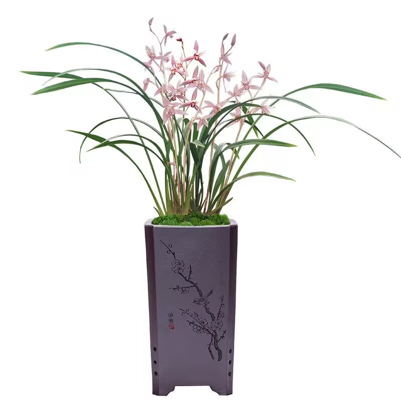 建兰市长红四季兰花苗夏带花苞名贵浓香J室内花卉盆栽茶室绿植红