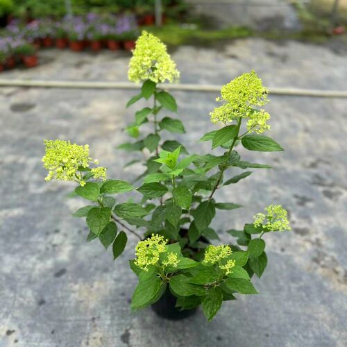圆锥绣球花苗盆栽花园阳台庭院可种E植四季开花原土原盆发货易成