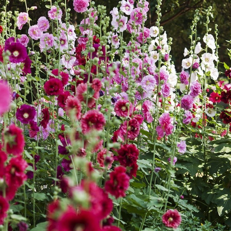 重瓣蜀葵大花四季l开花室外庭院花卉耐热好养易活一丈红耐寒盆栽