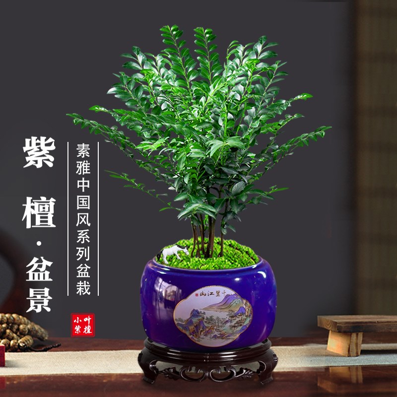 小叶黑骨茶紫檀盆景植物r老桩盆栽办公室内花卉绿植好养活四季常