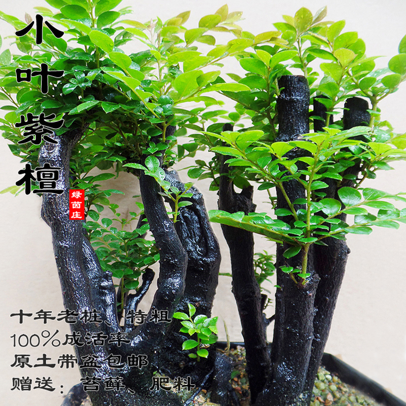 名贵小叶紫檀盆景植物室内紫檀树树桩盆栽花卉P客厅桌面绿植办公