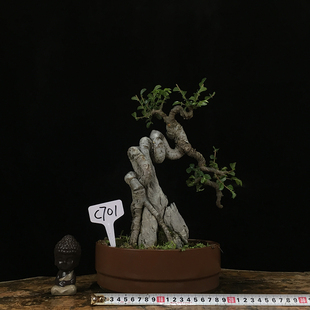 原生小叶榆树榔榆老桩盆景v露根疙瘩提根盘根矮霸附石景观盆栽植