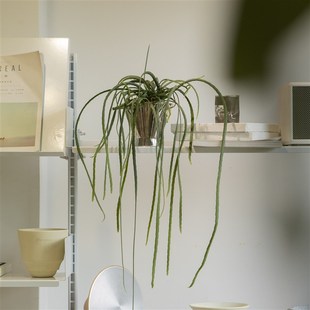 诗与自然 玻利维亚丝n苇盆栽小众垂吊Ins绿植盆栽花卉开花植物悬