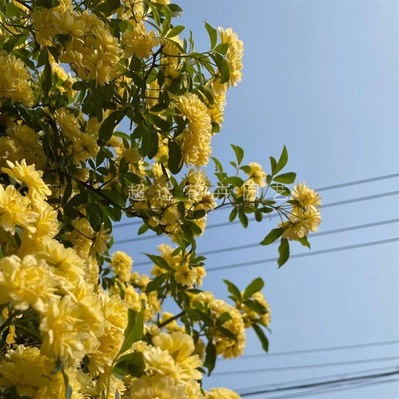 木香花 黄花木香l 攀缘花卉 盆栽植物 垂直美化 藤本植物瀑布,鲜花速递/花卉仿真/绿植园艺,月季/蔷薇/玫瑰,淘宝优惠券,粉丝福利购,淘宝优惠卷