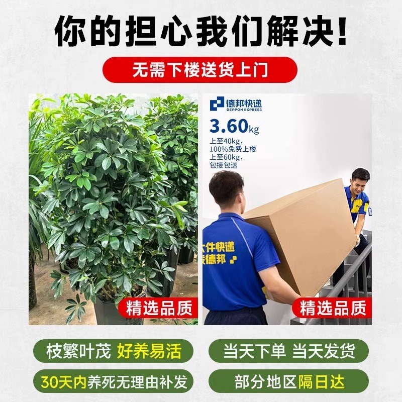 鸭脚木八方来财树植物发财树大盆栽客厅J绿植大型室内花卉四季好