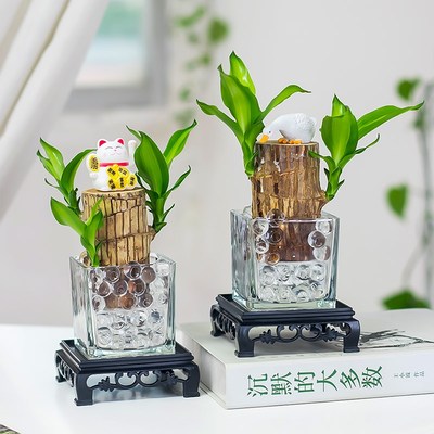 巴西木幸运木开花带芽盆s栽水养老桩水培格鲁特摆件专用玻璃花盆