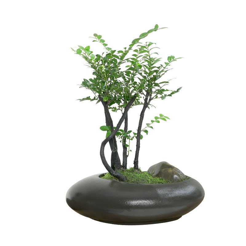 金叶子小叶紫檀盆景绿植盆栽w室内办公室桌面花卉四季常绿植物老
