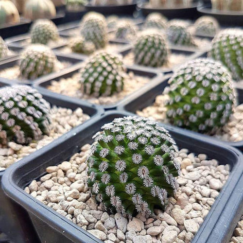 克氏丸仙人球仙人掌科乳突球属开花小盆栽多肉R植物室内花卉精品