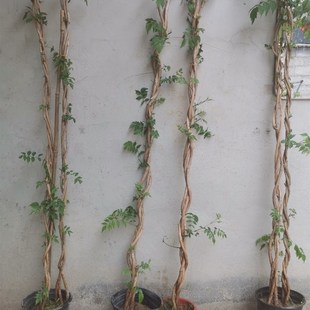 麻花凌霄花爬藤植物凌霄花苗y庭院阳台盆栽花卉耐寒花期长好养易