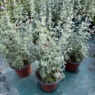 银叶仓鼠盆栽盐白布什花镜因色系观叶植物多年生耐寒.耐热易成活