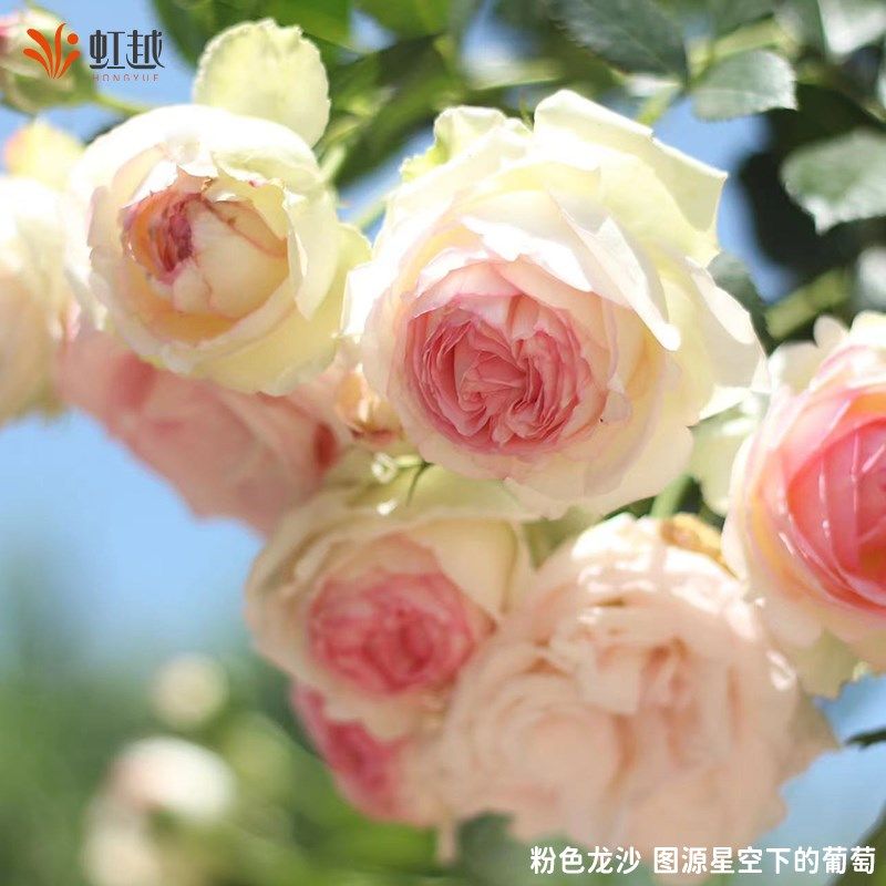 速发粉色龙沙宝石爬藤月季红色龙沙宝石月季花苗盆栽藤本月季小苗