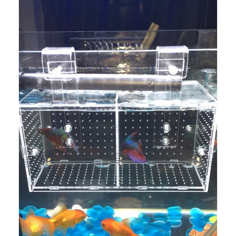 速发隔离盒鱼缸水族小鱼苗孵化箱透明亚克力单双多格2孔包邮