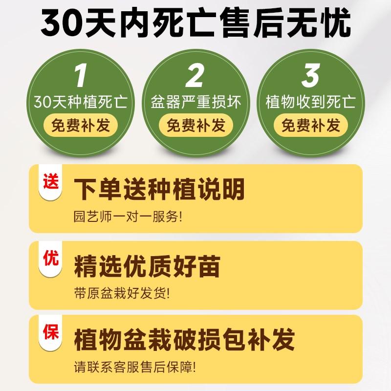 金钱榕大盆栽榕树盆景室内招财摇钱树客厅大型植物办公室绿植好养