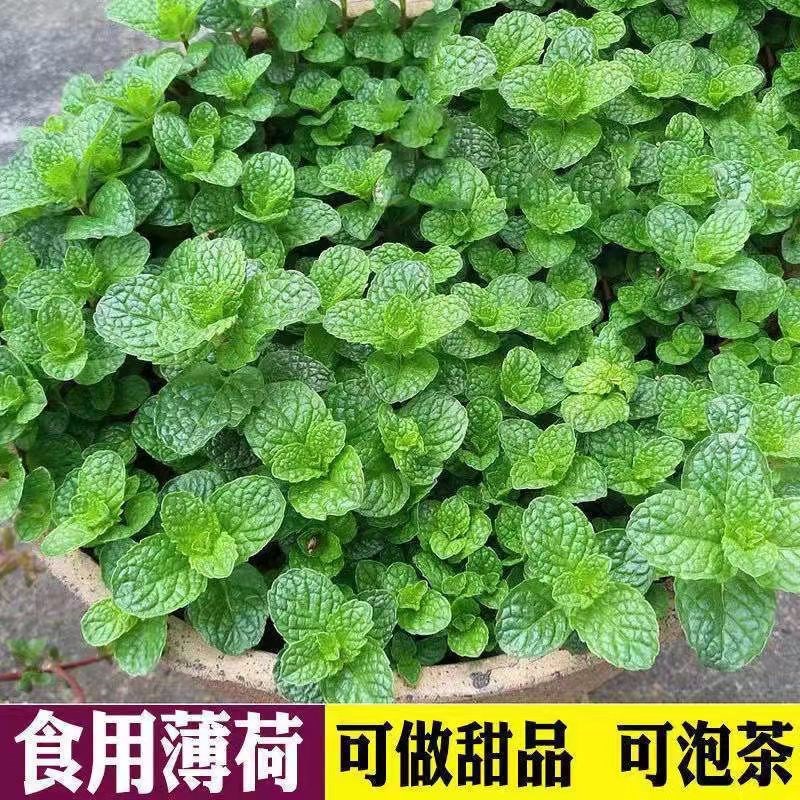 薄荷盆栽可食用新鲜薄荷叶办公室阳台植物留兰香驱蚊净化空气绿植