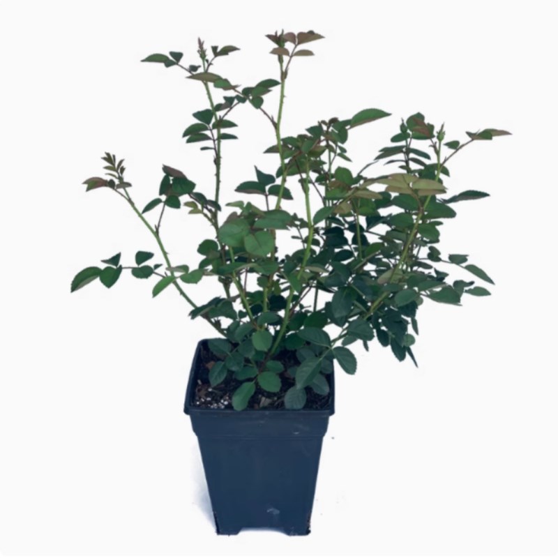 蜜桃雪山玫瑰花盆栽浓香大花四季开庭院阳台花卉植物月季花苗好养