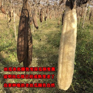 天然丝瓜络洗碗布刷锅干丝瓜瓤搓澡洗澡神器带皮老丝瓜囊洗锅刷碗