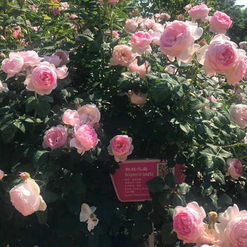 速发权花之岛 强香大花灌木月季花苗丰勤杖花耐热多头特大