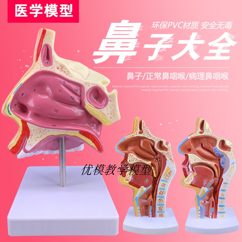 速发人体口腔口腔咽喉解剖 鼻鼻喉病理模型 耳鼻喉科用医模型包邮