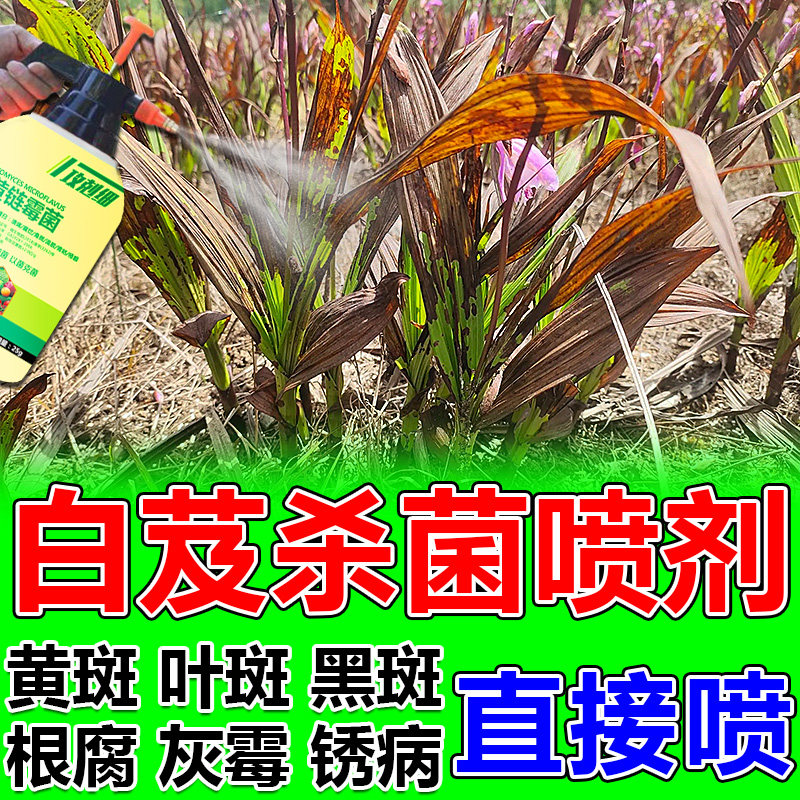 速发白芨病菌清养花植物叶子变黄灰霉康斑药菌黑喷雾剂花立清