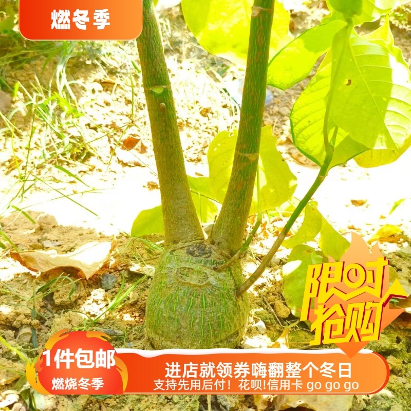 速发肚子8.稀c7圆肚子龟甲木棉块根植物一物一拍多肉植物5有品种m