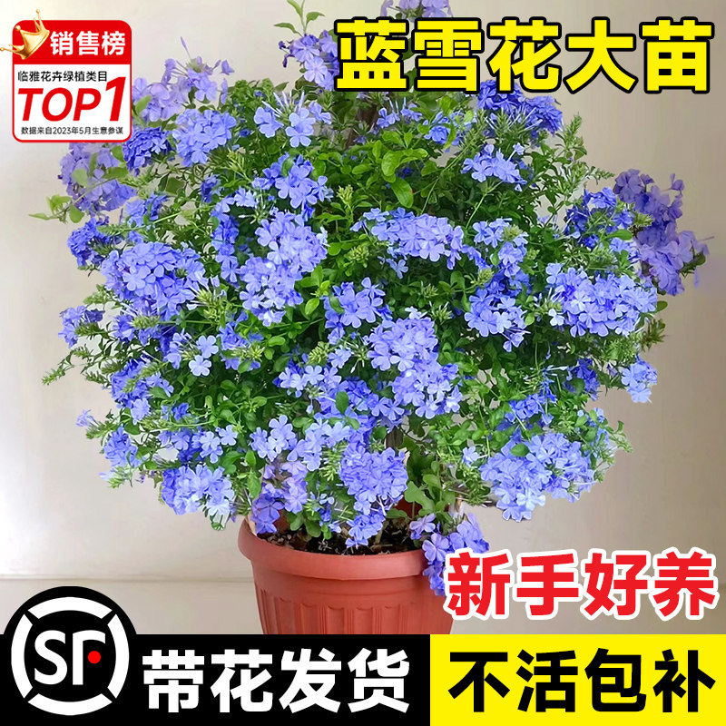 速发蓝雪花盆栽大苗棒棒糖爬藤带花台耐热植物好雪四季开花兰养花