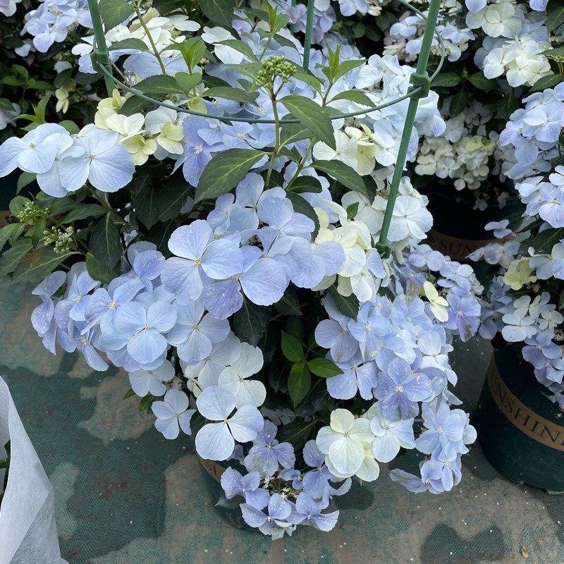 落跑新娘盆栽 绣球花卉 庭院阳台多H年生木本植物 好养易爆盆,鲜花速递/花卉仿真/绿植园艺,绣球/木绣球/木本植物,淘宝优惠券,粉丝福利购,淘宝优惠卷