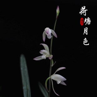 名贵兰花苗荷塘月色建兰四季兰美观浓香型花卉书房办公Z室绿植盆