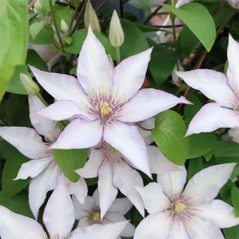 【撒玛利亚-乔】1.5加仑u铁线莲阳台庭院地载盆栽爬藤花卉四季开,鲜花速递/花卉仿真/绿植园艺,绣球/木绣球/木本植物,淘宝优惠券,粉丝福利购,淘宝优惠卷