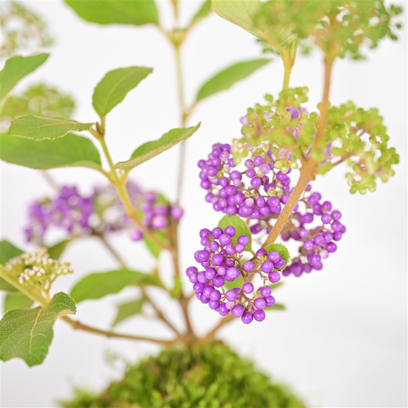 紫珠苔藓球盆栽八方来财室内苔玉盆景水L培植物茶几绿植懒人植物