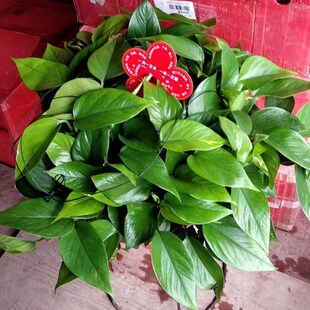 南宁大盆绿萝垂吊植物盆架子栽y特大号室内大叶绿萝新房除甲醛植