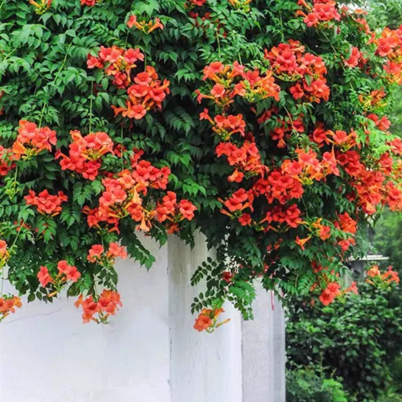 耐寒凌霄花苗爬藤植物四季好养花卉绿植盆栽庭S院阳台炮仗花大苗
