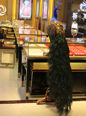 仿真孔雀工艺品摆件橱窗家居装饰A蓝白孔雀标本真羽毛开屏孔雀道