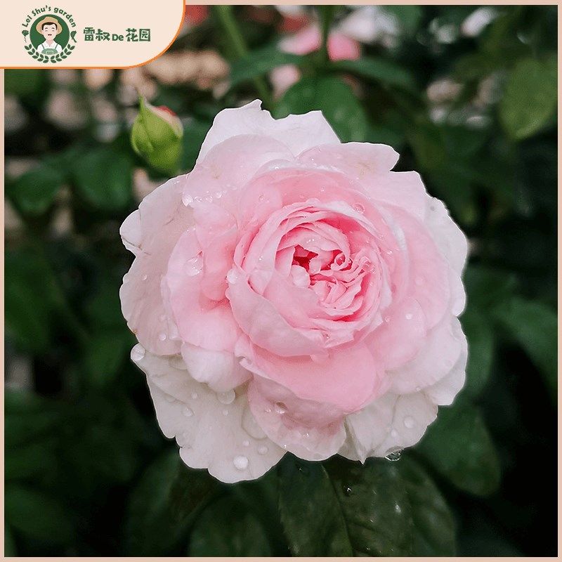 雷叔的花园自由精神月季花苗x藤本月季庭院爬藤多头月季植物盆栽,鲜花速递/花卉仿真/绿植园艺,月季/蔷薇/玫瑰,淘宝优惠券,粉丝福利购,淘宝优惠卷