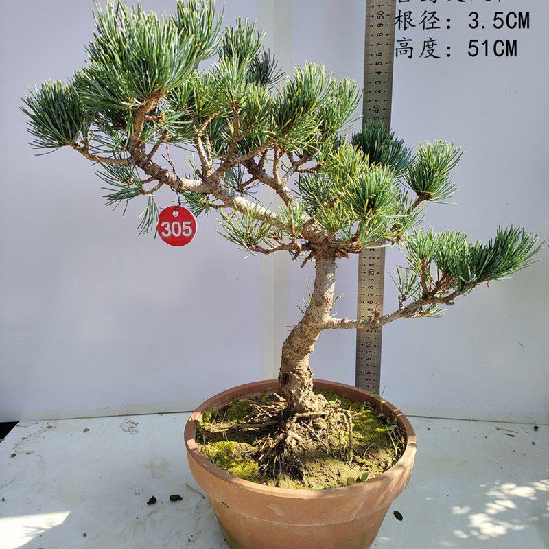 老盆口宫岛大阪松盆景素材观叶花卉庭院植物阳台摆放W四季常青包