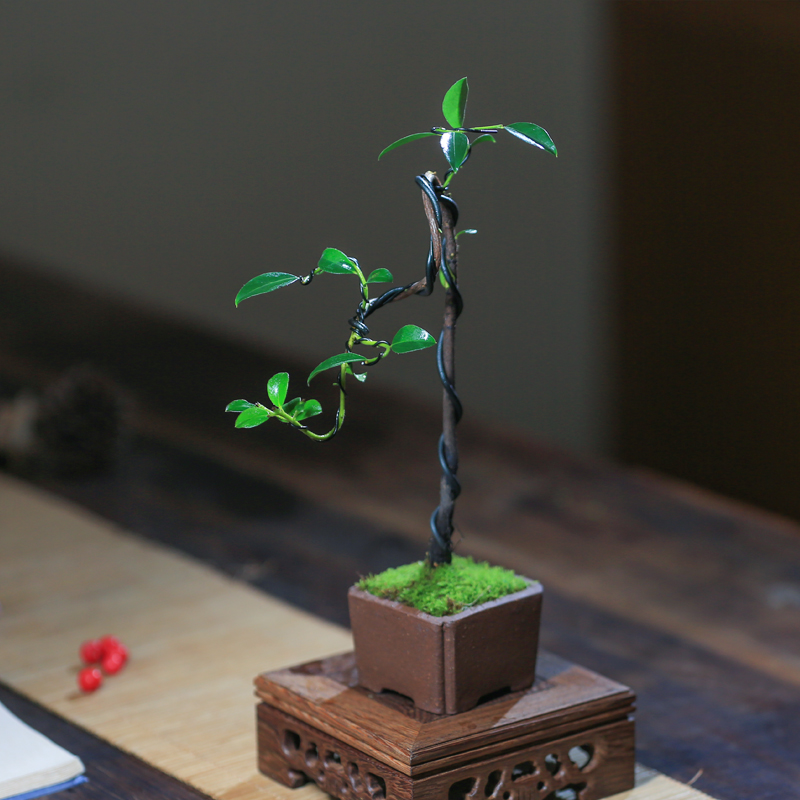 黑骨茶迷你造型盆景微型桌v面小叶紫檀盆栽茶台室内庭院观叶绿植