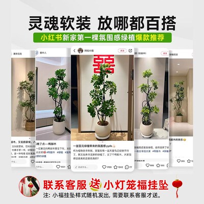 造型鸭脚木客g厅大盆栽鸭掌木鹅掌柴室内绿植大型真花植物四季常