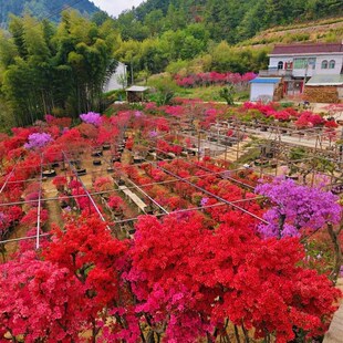 《每天更新》【一物一拍可挑选】大别山映山红熟桩V地景桩盆景老
