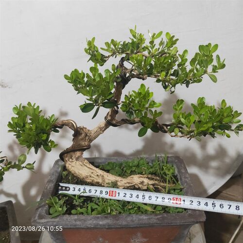 精品盆景瓜c子黄杨老桩卧杆原盆包邮江苏小叶白皮四季常青阳台庭