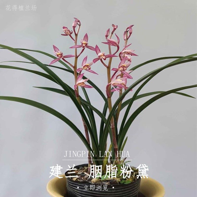 建兰胭脂粉e黛桃娇四季兰花苗浓香型带花苞室内客厅阳台绿植花卉,鲜花速递/花卉仿真/绿植园艺,国兰/杂交兰/洋兰类,淘宝优惠券,粉丝福利购,淘宝优惠卷