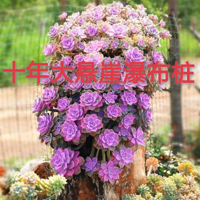 紫乐多肉a植物老桩大颗精品妖桩悬崖造型紫色系高贵懒人植物好养