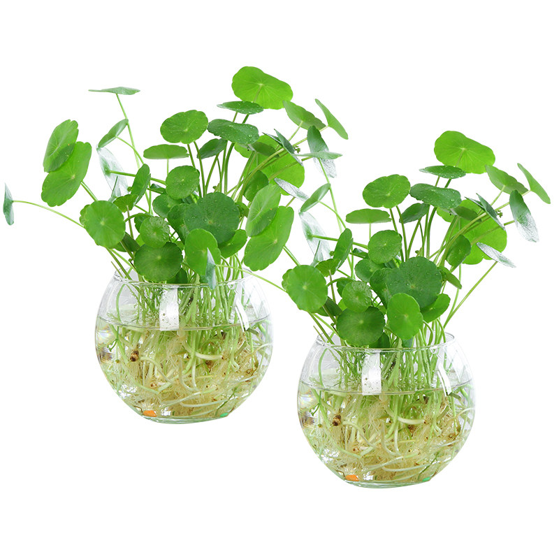 套装水培植物铜钱草四季水养花卉绿植迷你盆栽室内四季好养活