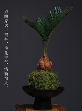 铁树盆栽中式禅意绿植室内好养四季常青桌面摆件书房净化空气植物