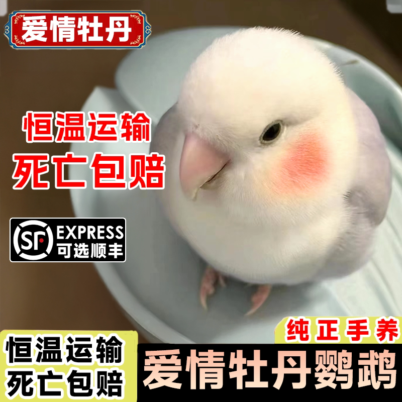 牡丹鹦鹉活鸟黄桃绿桃蓝银紫罗兰鸟