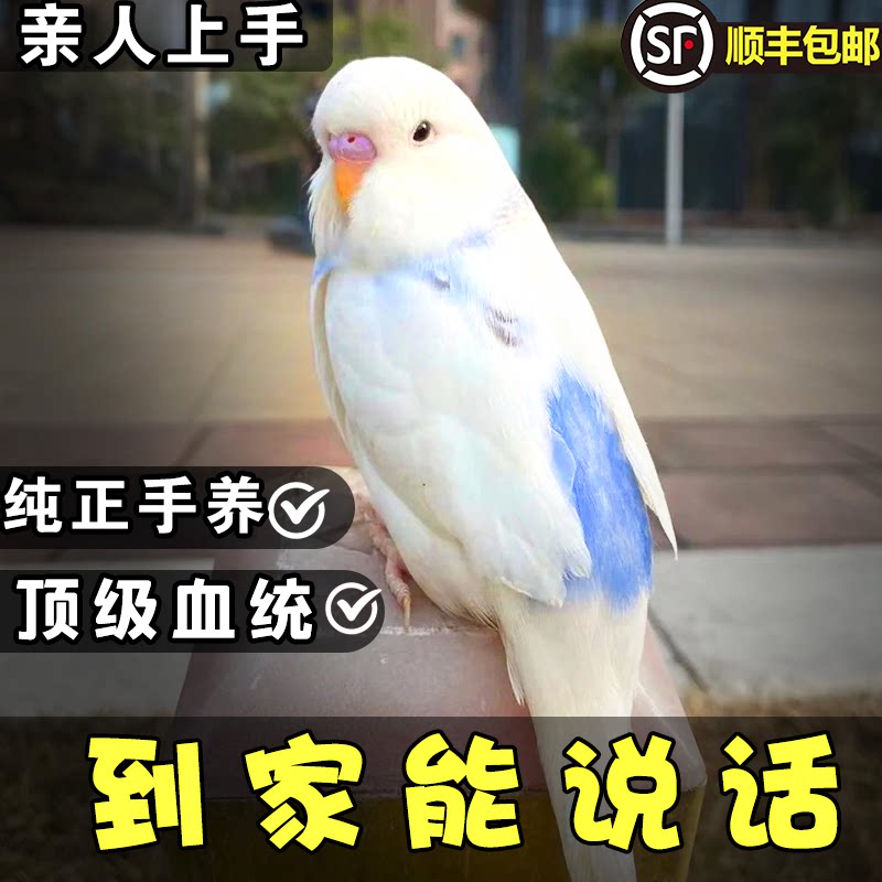 【会说话鹦鹉】手养上手亲人虎皮牡丹玄凤欧血活体幼鸟公母可繁育