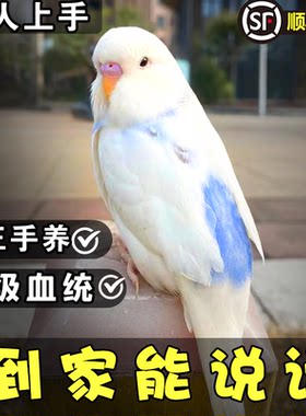 【会说话鹦鹉】手养上手亲人虎皮牡丹玄凤欧血活体幼鸟公母可繁育