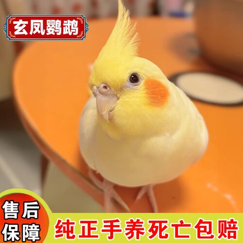 玄凤鹦鹉活鸟手养亲人会说话