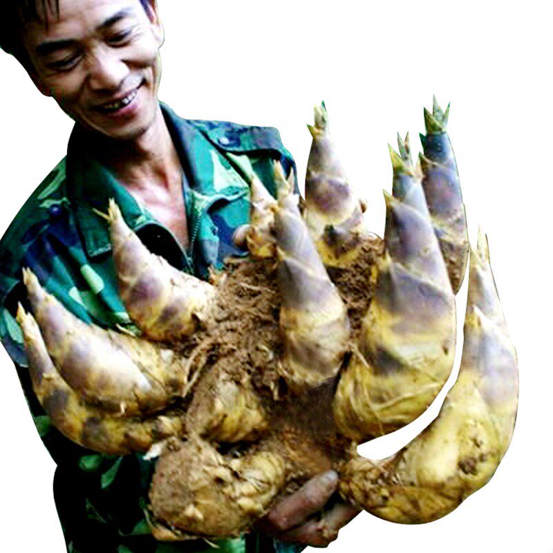 勃氏甜龙竹水果笋竹子苗曼歇甜a龙甜竹笋种植苗竹有缘基地直销