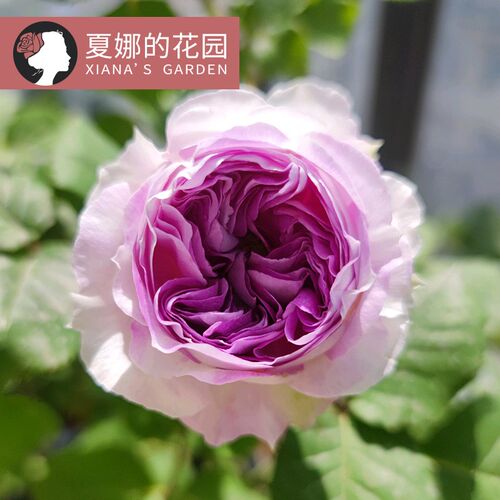 蓝月石月b季花苗四季开花勤花多头阳台盆栽灌木户外庭院地栽欧月